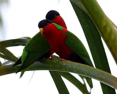 collared lories found in Fiji