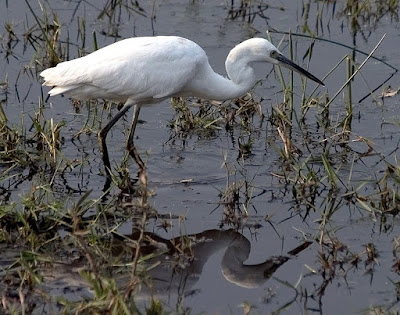 little egret found in Zambia