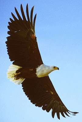 African fishing eagle