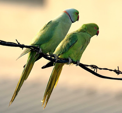 Roseringed parakeet