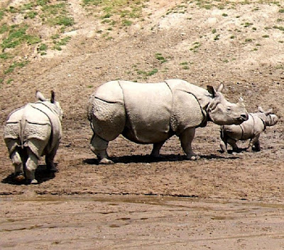 one horned rhinoceros