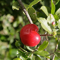 Acerola