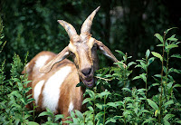 Goat can synthesise ascorbic acid