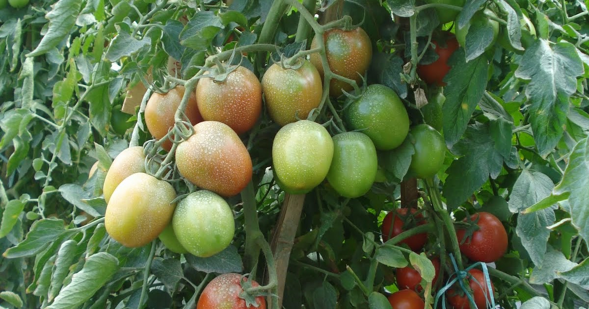 AGRIBISNISabique: BUDIDAYA TOMAT