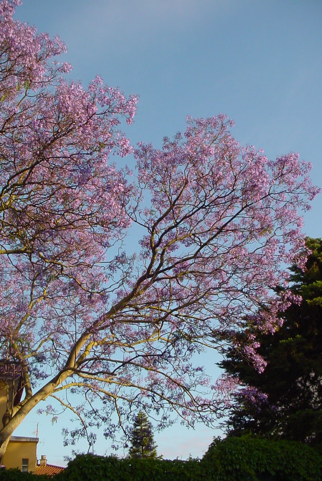 [jacaranda+da+ana]