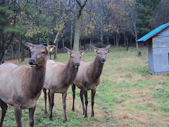 wapitis val grand bois