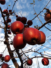 thus the apple ice cider begins