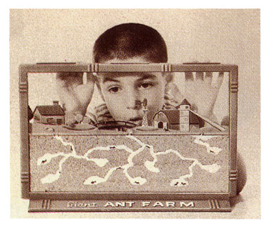 Ant Farm Ant Farm