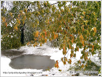 первый, снег, осень, осенний, улан-удэ, бурятия, дмитрий, сандаков, dsand, фото, фотограф