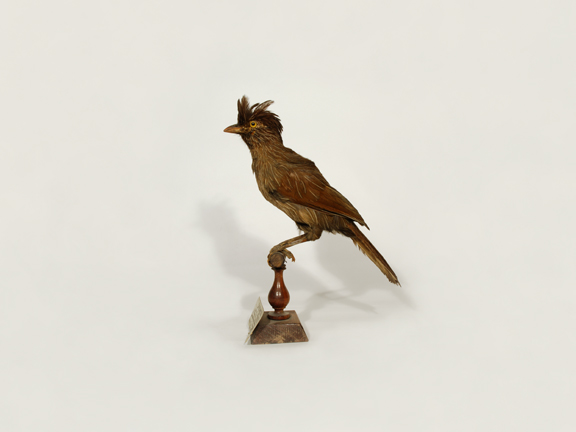 Striated Jay Thrush (Redpath Museum)