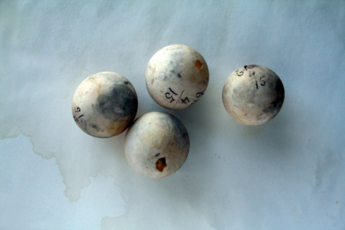 Turtle Eggs 4/15 (Redpath Museum)