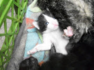 pequeño