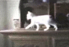 cat with bad eye