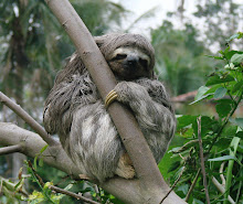 Brown-throated Three-toed Sloth, Brazil Sep 2008