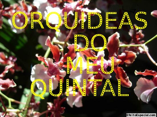 orquideas do meu quintal