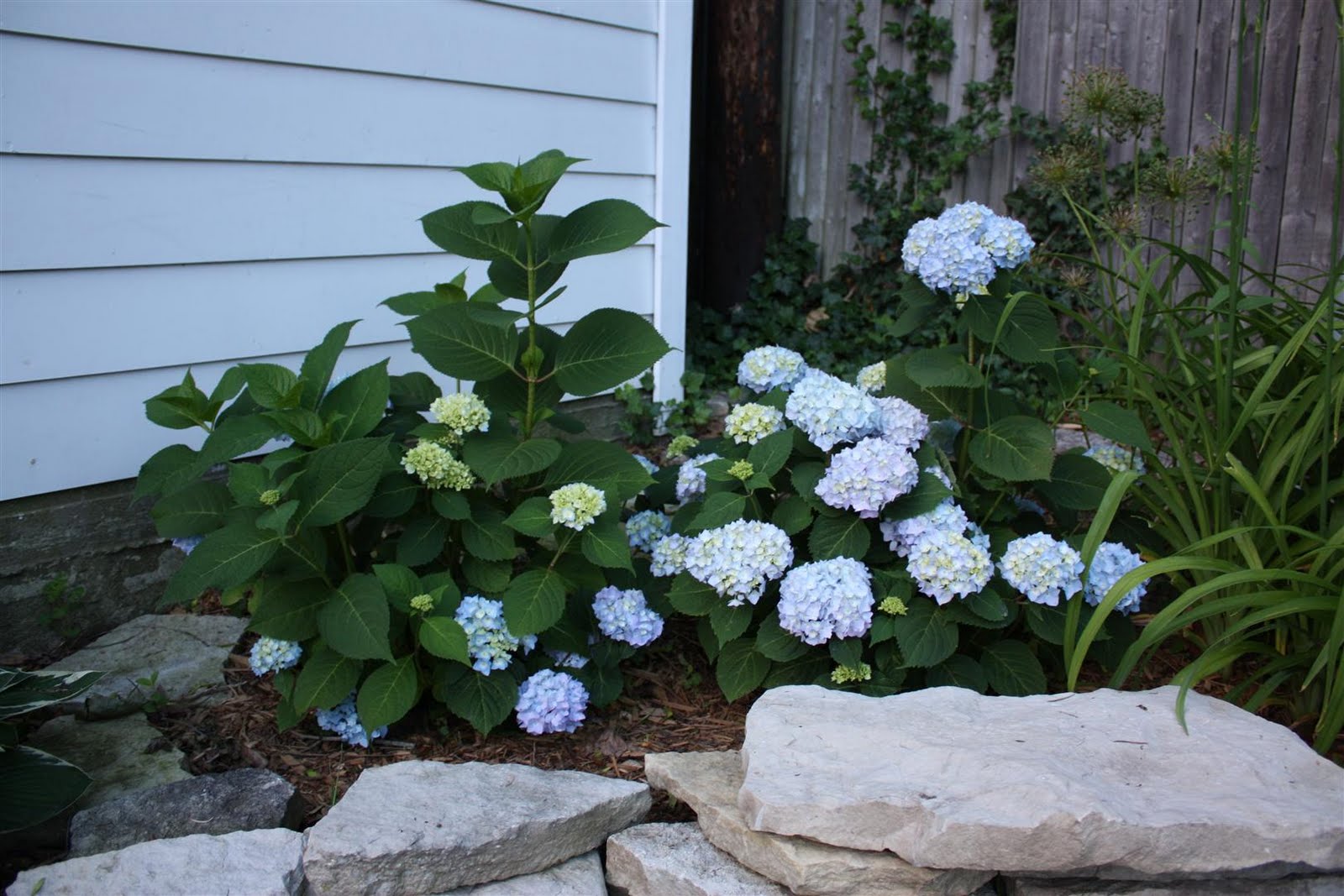 Hydrangeas A Calendar Of Bloom Times Strange S Florists