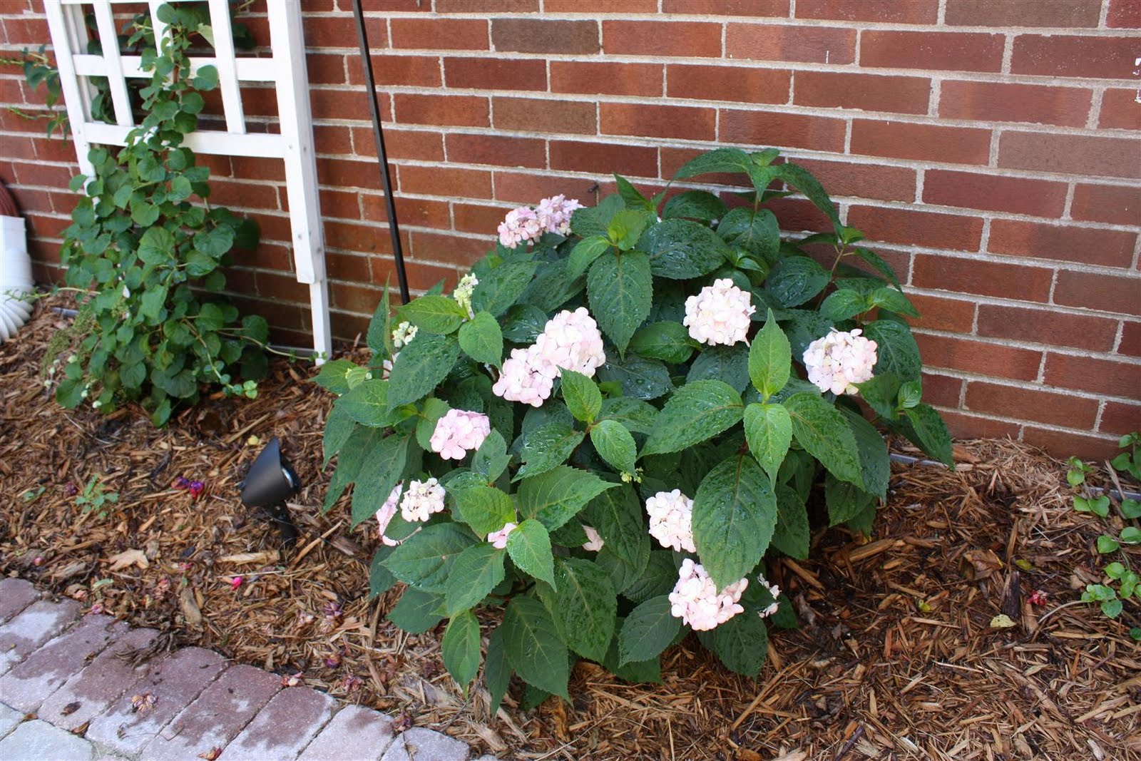 Hydrangea Care And Culture Travaldo S Blog