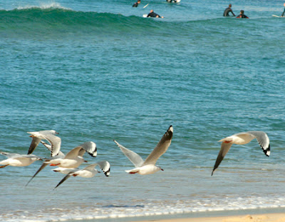 72 72 Bondi Beach 72
