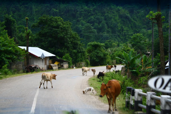 Hay muchos animales andando por los caminos en Vietnam