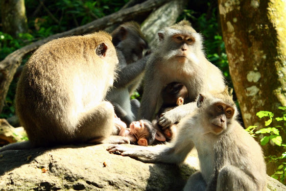 Los monos en Ubud, Bali