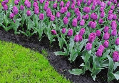 Jardinería&Paisajismo: Diseño de jardín