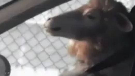 hyundai sheep commercial