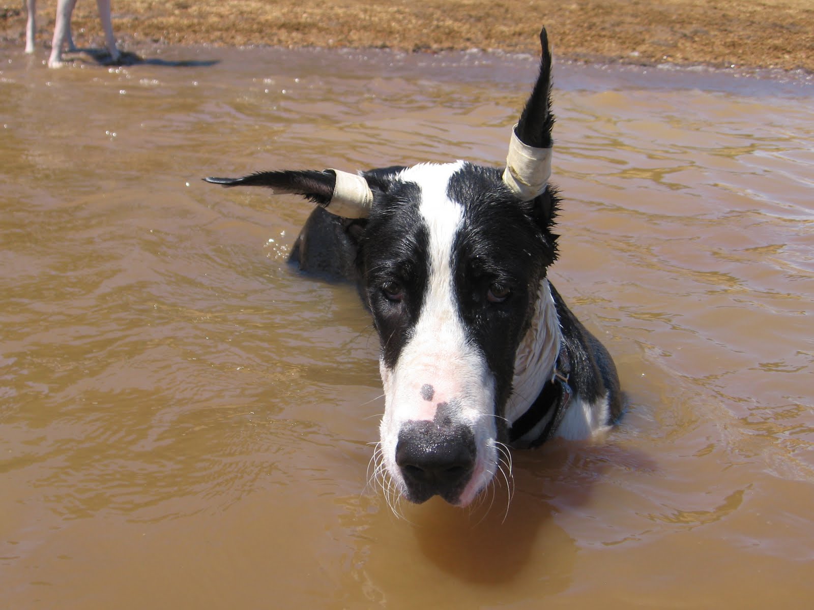 penelope black diamond forum