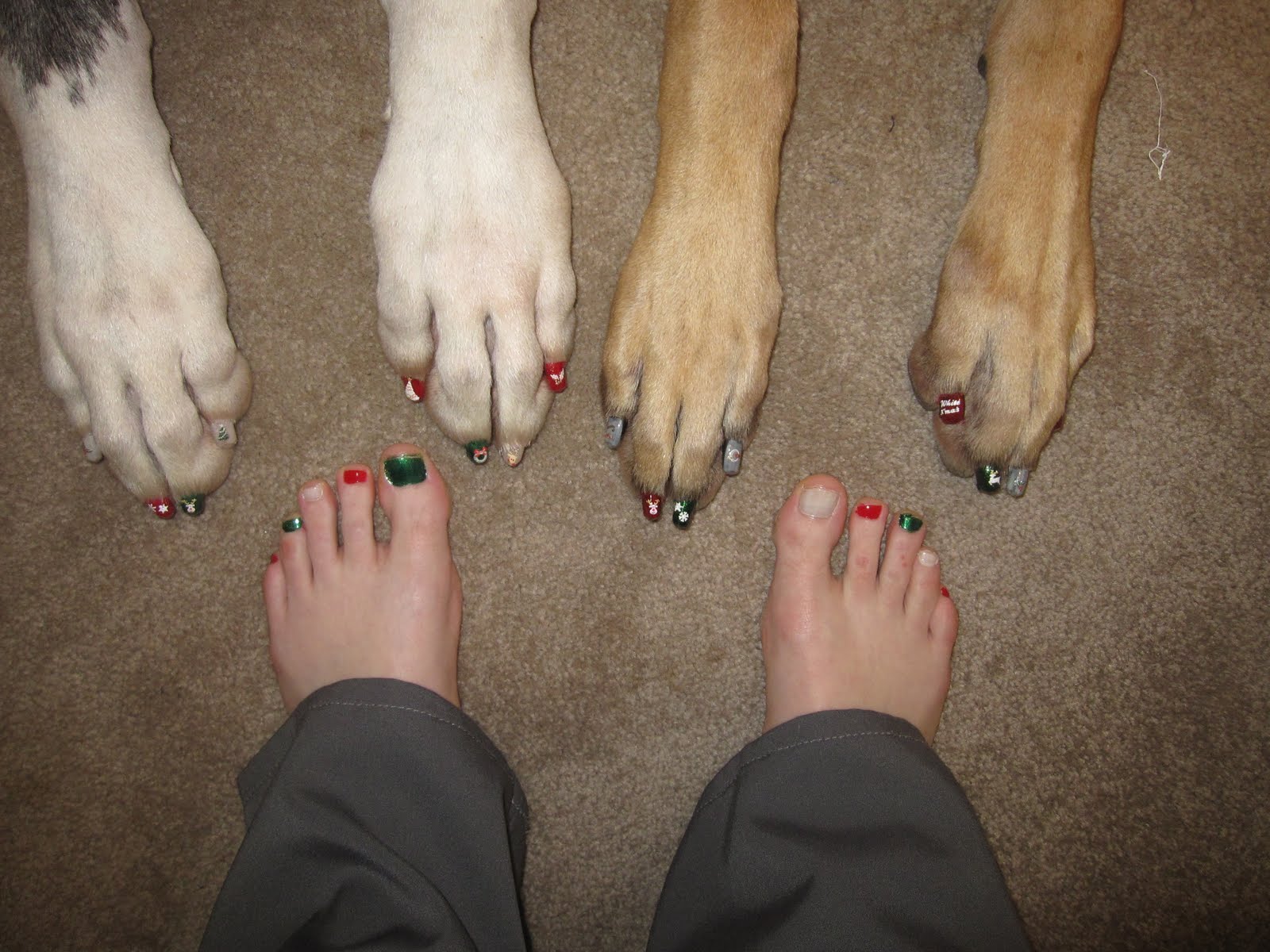 Life With Big Dogs! It's That Time of Year......