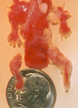 Aborted 7 weeks