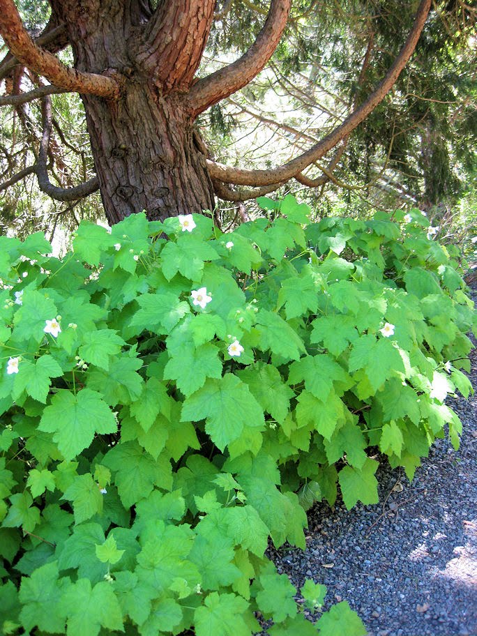 Thimbleberry from seed to gardenworthy shrub