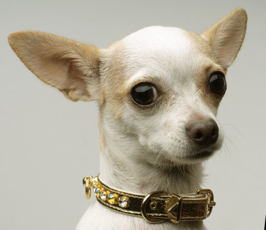 LOS PERRO MAS PEQUENOS los perro mas pequenos: