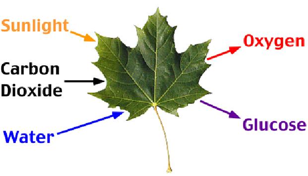[fotosintesis-photosynthesis.jpg]