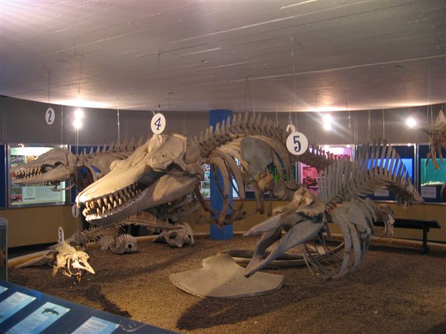 [IMG_8430-717034.JPG]