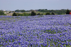 Texas Bluebonnets