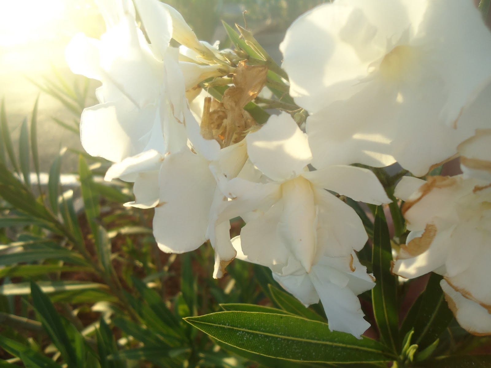 Dust'n'Roses Travel Plants in Morocco