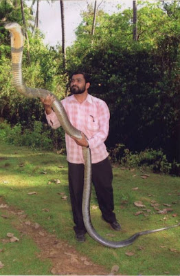 largest cobra