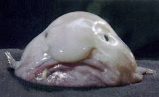 Blobfish - most disgusting fish in the world