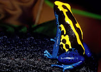 Poison Dart Frogs (Phyllobates)