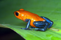 Poison Dart Frogs (Phyllobates)