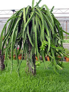 Dragon+fruit+plant+florida