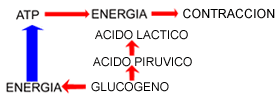 [GLUCOGENO.gif]