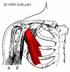 [PectoralisMinor.gif]