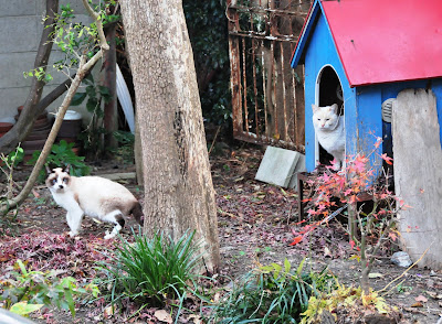 磐城蘭土紀行 猫小屋