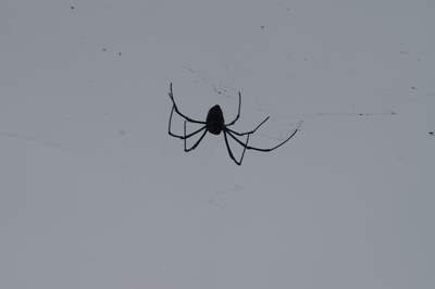 *Gulp* ...This thing could chew my face off... Image of a large spider suspended over your humble scribe's head
