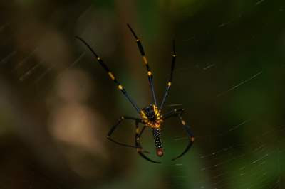 Imagine how fast this thing could move. I think legs like that are meant for gripping ears, ripping tongues, and leaping over small buildings. Or maybe just for daintily walking over the corpses of the birds and animals that to drop them, dry and husky, from its web. Image of the brightly coloured underside of a smaller spider