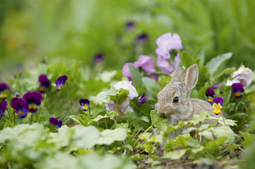 The Garden Plot: Ban bunnies & deer from your garden!