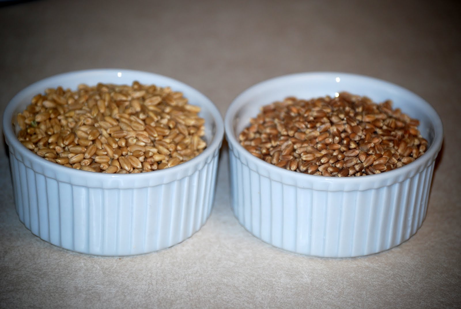 Suzie's Sweet Wheat White Wheat Vs. Red Wheat