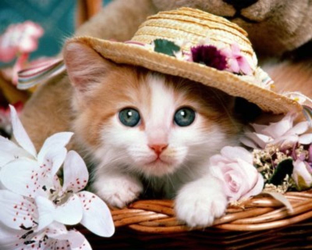 cats cats