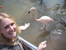 Feeding the birds