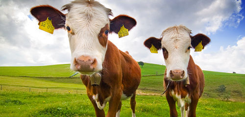 Animal Agriculture Alliance